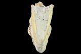 Fossil Oreodont (Merycoidodon) Skull - Wyoming #134350-7